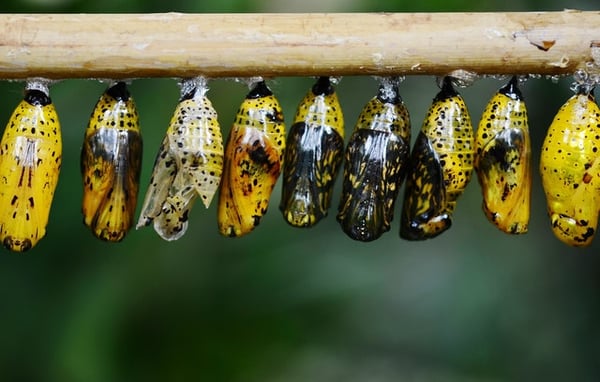 Cocoons hanging from a branch