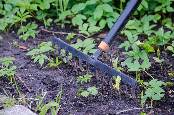 Tending to a garden with a garden hoe