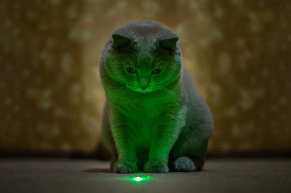 A fluffy cat staring at a laser pointer