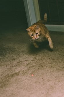 An orange cat chasing a laser pointer